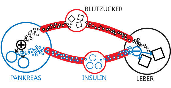 Regelkreis des Insulins