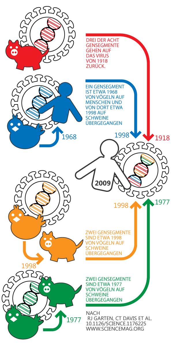 Schematische Darstellung der Entstehung des H1N1 Virus